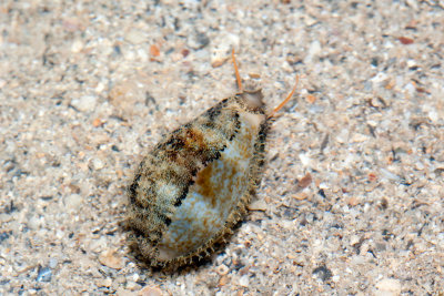 DSC_4432.jpg