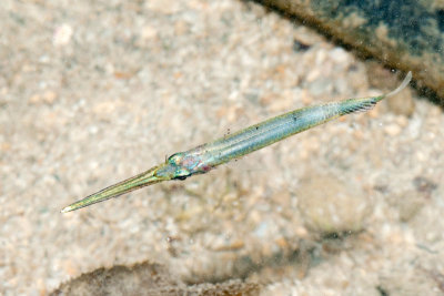 DSC_4437.jpg