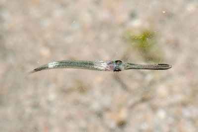 DSC_4440.jpg