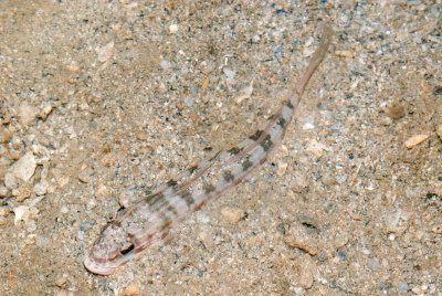 DSC_4441.jpg