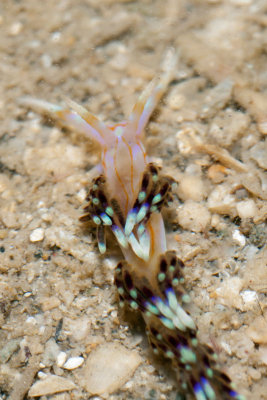DSC_4442.jpg