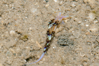 DSC_4443.jpg