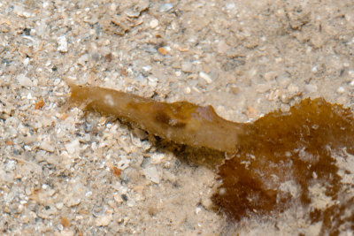 DSC_4459.jpg