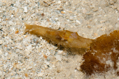 DSC_4460.jpg