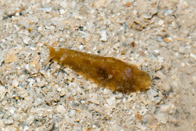 DSC_4461.jpg