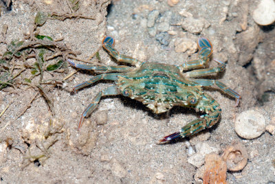 DSC_4476.jpg