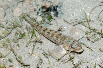 DSC_4479.jpg