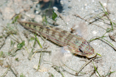 DSC_4481.jpg