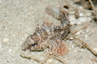 DSC_4482.jpg