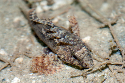 DSC_4483.jpg
