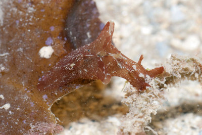 DSC_4499.jpg