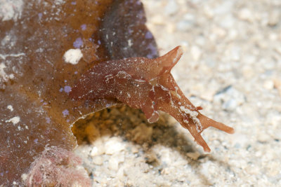 DSC_4501.jpg