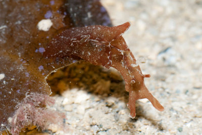 DSC_4504.jpg