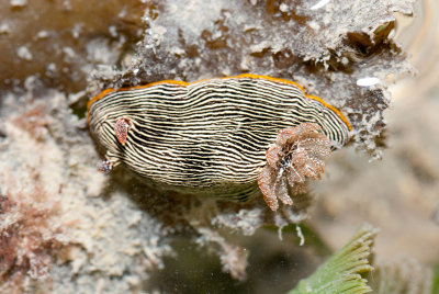 DSC_4506.jpg