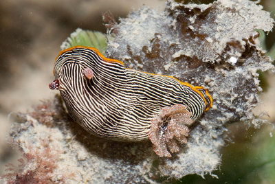 DSC_4508.jpg
