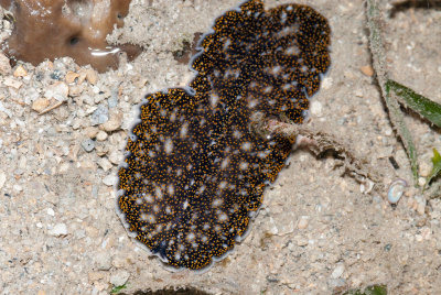 DSC_4519.jpg