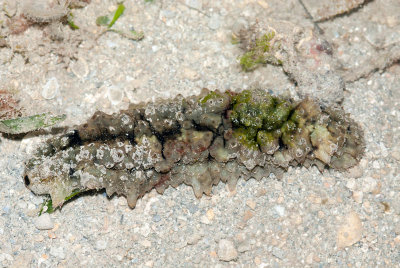 DSC_4520.jpg