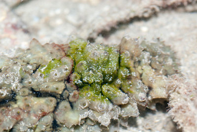 DSC_4522.jpg