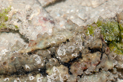DSC_4524.jpg