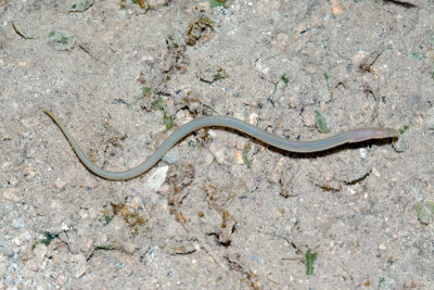 DSC_4528.jpg