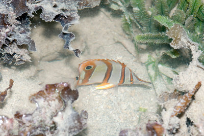 DSC_4529.jpg