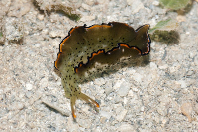 DSC_4535.jpg