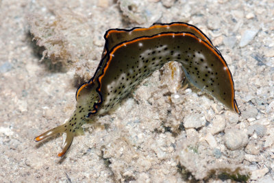 DSC_4541.jpg