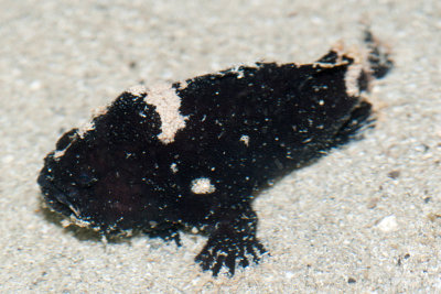 DSC_4548.jpg