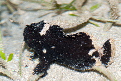 DSC_4549.jpg
