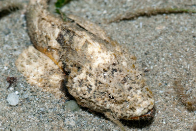 DSC_4554.jpg