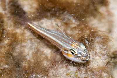 DSC_4598.jpg
