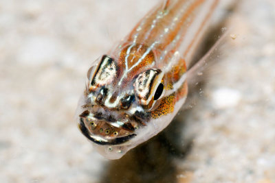 DSC_4603.jpg