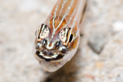 DSC_4604.jpg