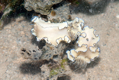 DSC_4608.jpg