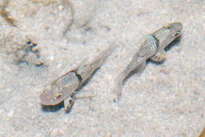 DSC_4760-copy.jpg