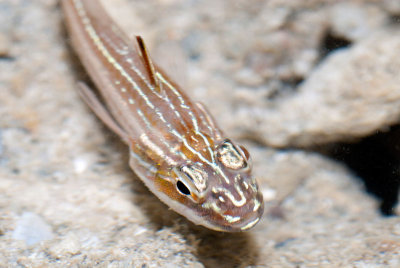 DSC_4767.jpg