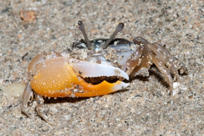 DSC_4775.jpg