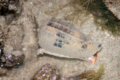 DSC_4797.jpg