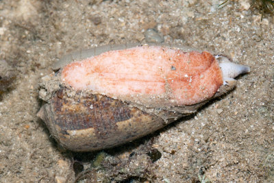 DSC_4799.jpg