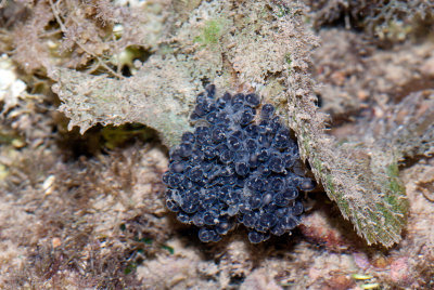 DSC_4806.jpg