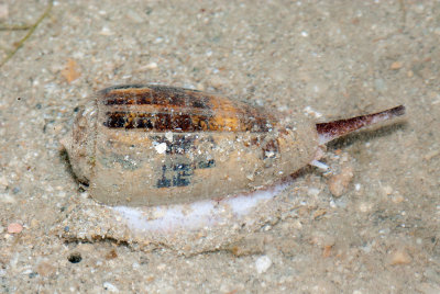 DSC_4816.jpg