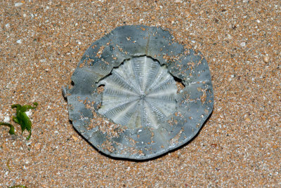 DSC_5421.jpg