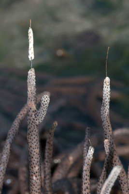 DSC_5529.jpg