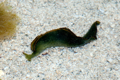 DSC_5531.jpg