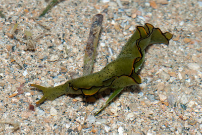 DSC_5545.jpg