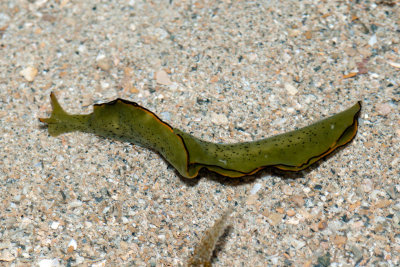 DSC_5547.jpg