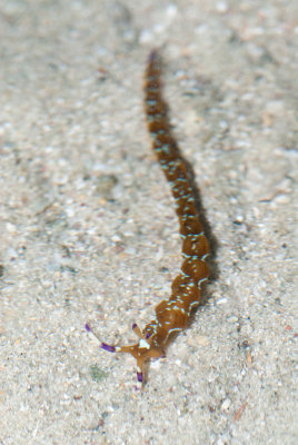 DSC_5571.jpg