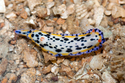 DSC_5686.jpg