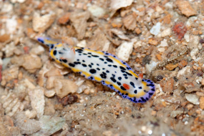 DSC_5698.jpg