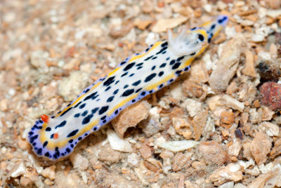 DSC_5704.jpg